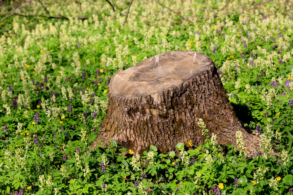 Get Rid of Unsightly Stumps in Your Yard